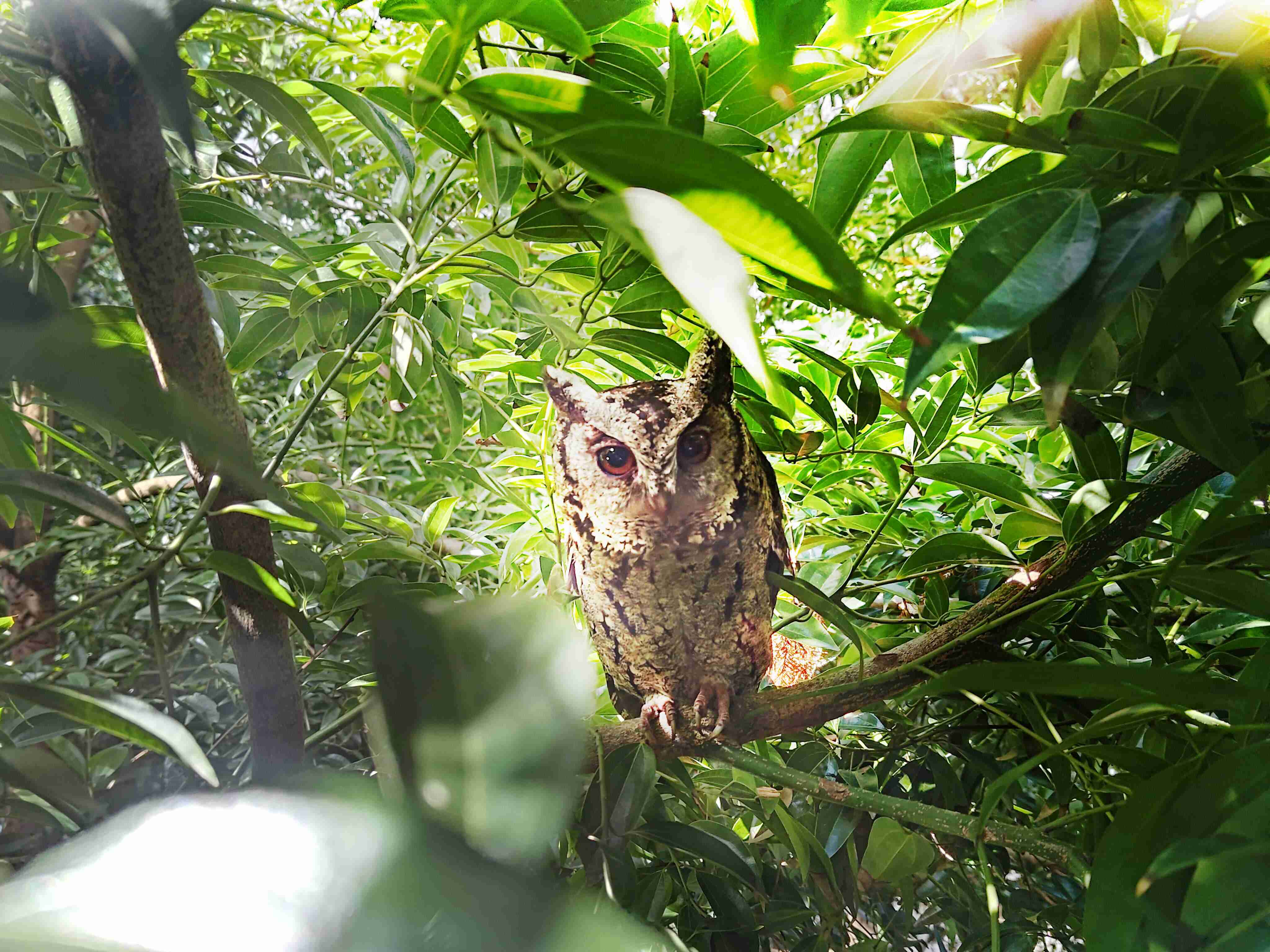 EBpay致力提倡净零绿生活，，，16年以来在全球各厂区植树逾百万棵，，，，造就各厂区树木蔚然成林，，，，犹如森林工厂，，成为许多生物的栖息地